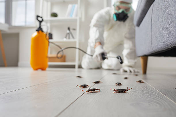 Trusted Cockroach Control service in Hurley, NM - Nex Pest Control